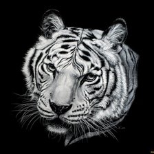 Оригинал схемы вышивки «тигр» (№121702)