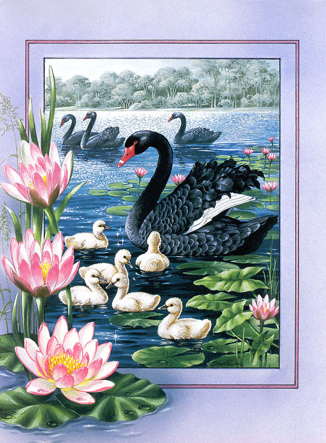 черный лебедь - вода, птицы, цветы - оригинал