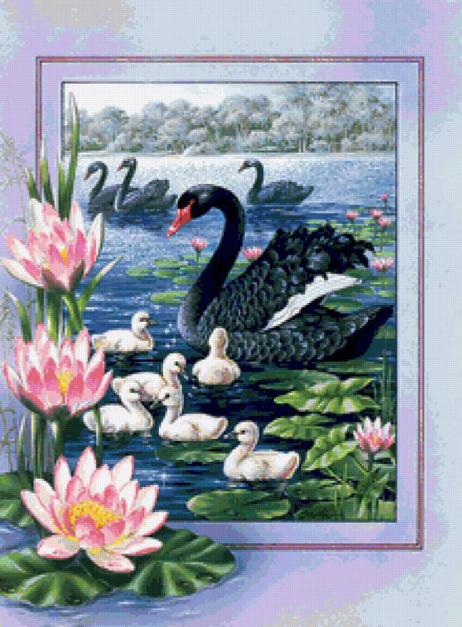 черный лебедь - вода, цветы, птицы - предпросмотр
