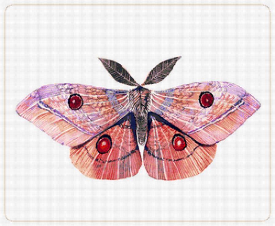 Серия "Бабочки в узорах" - бабочки, узоры - предпросмотр