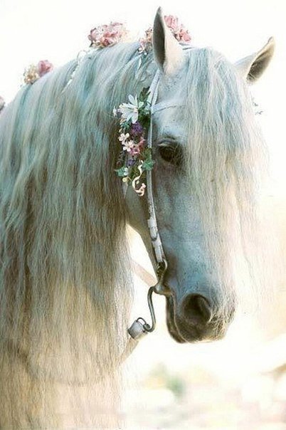 лошадь - конь, белый, цветы, романтика, лошадь, нежность - оригинал