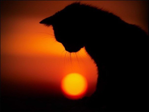 кошка - солнце, кошка, черный, закат - оригинал