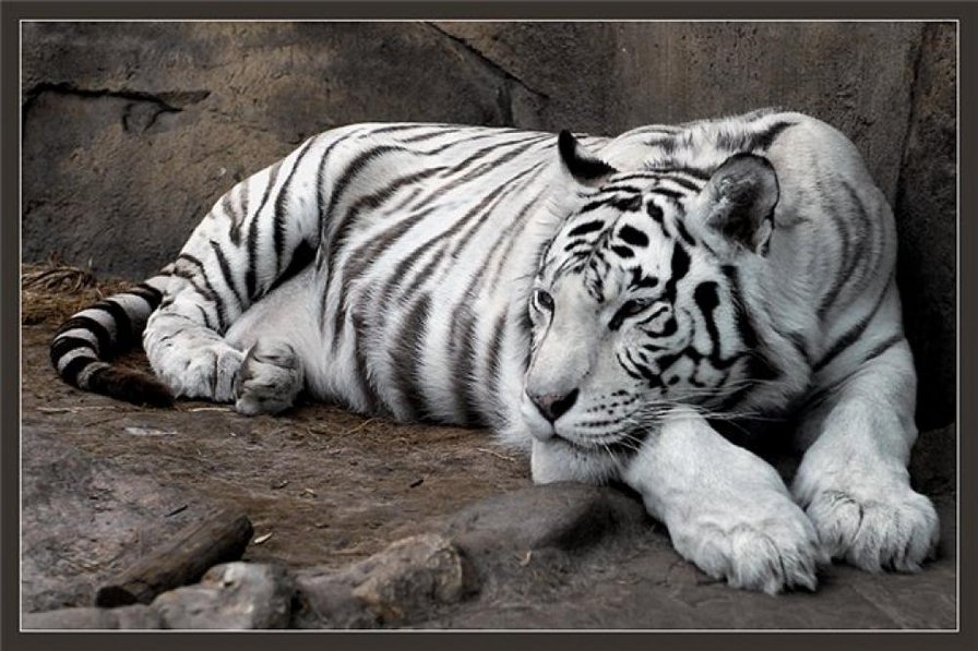 Белый тигр - белый тигр, тигр - оригинал