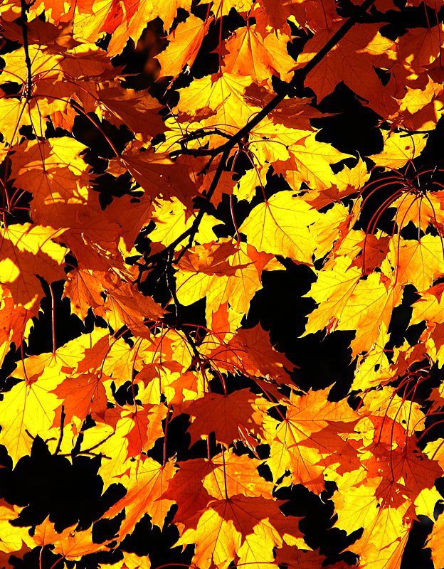 осенний клен - осень, листья, панно - оригинал