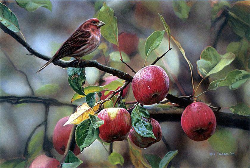 №122381 - яблоки, пейзаж, птицы - оригинал