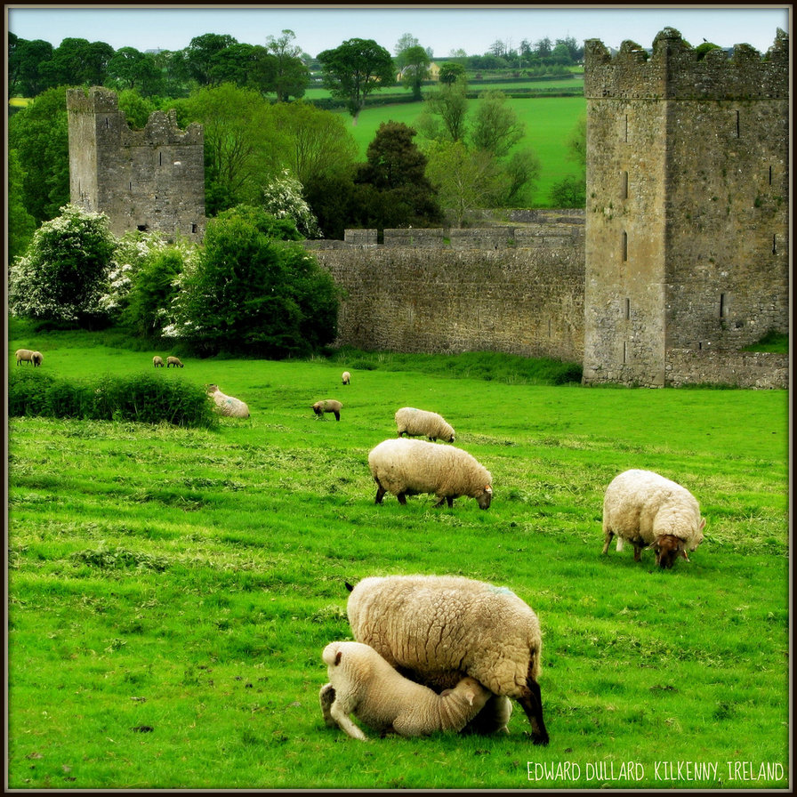 ирландия - пейзажи, овечки, ирландия, животные - оригинал