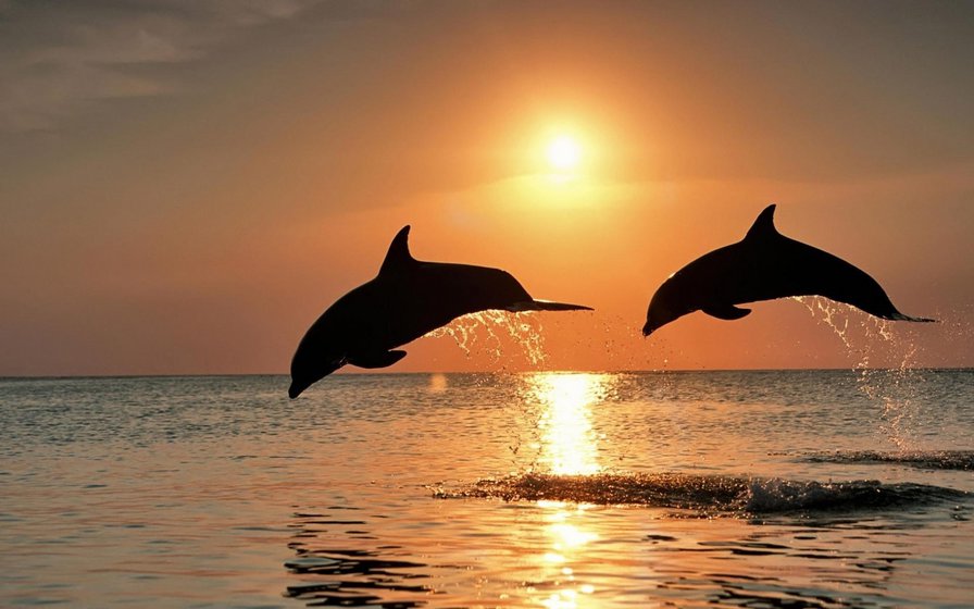 Дельфины и закат - закат, дельфины - оригинал