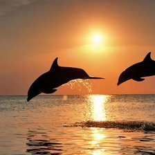 Дельфины и закат