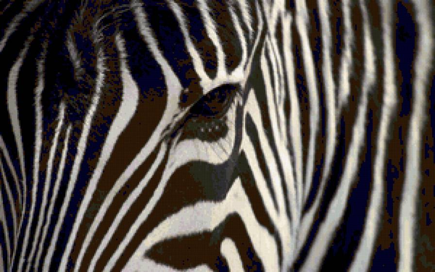 Взгляд зебры - взгляд, животные, зебра - предпросмотр