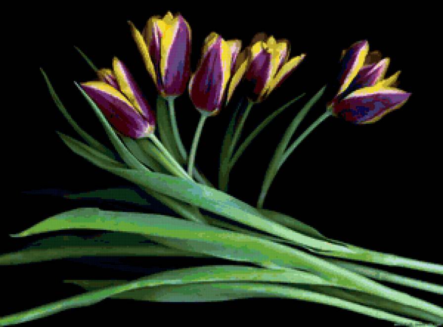 Тюльпаны - цветы, открытка - предпросмотр