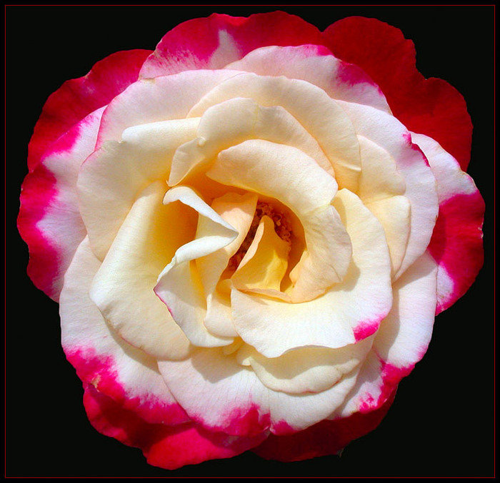 Подушка"Цветы" - розы, подушка, цветы, живопись - оригинал