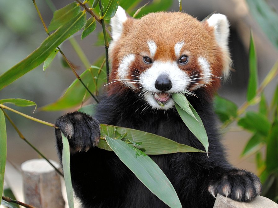 Красная панда - зверек, красная панда, животные - оригинал