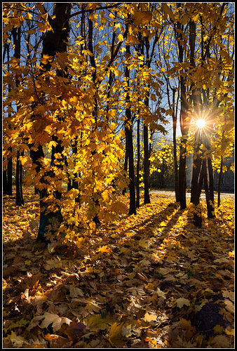 осень - золотая осень, деревя, пейзаж - оригинал