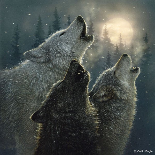 Песня в ночи - собаки, животные, волк - оригинал