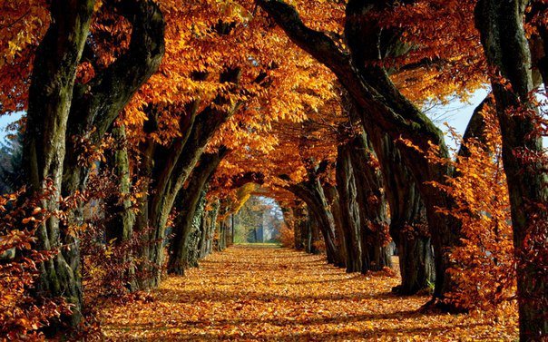 Осенняя аллея - лес, дерево, осень - оригинал