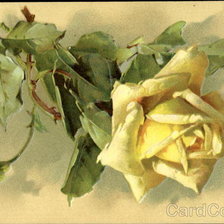 Оригинал схемы вышивки «желтая роза» (№124418)