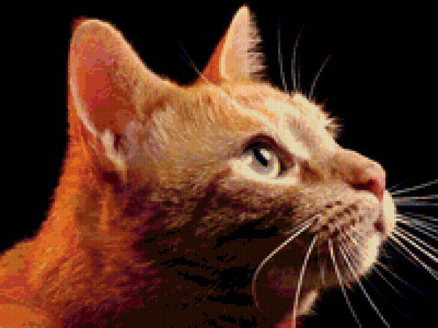 Рыжий кот - животные, кошки - предпросмотр