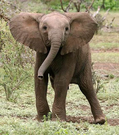 Слонёнок - слоны, животные - оригинал