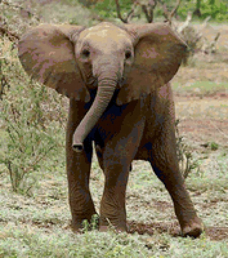 Слонёнок - животные, слоны - предпросмотр