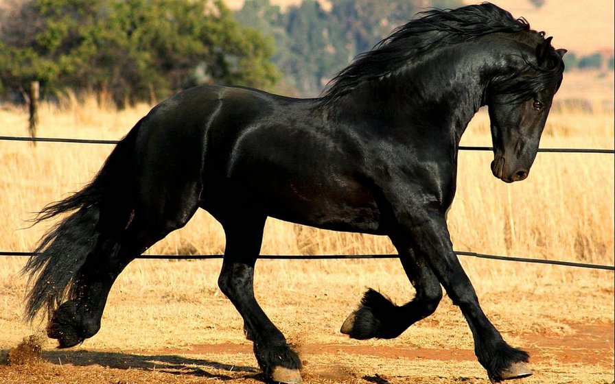 Конь вороной 2 - конь, животные - оригинал