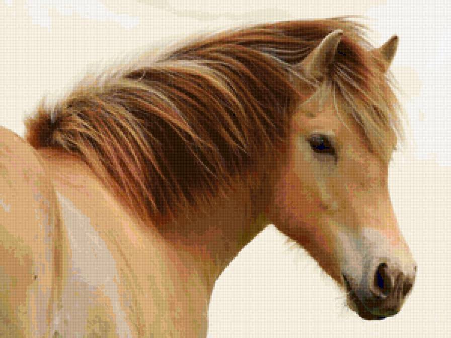 Серия "Лошади" - конь, животные - предпросмотр