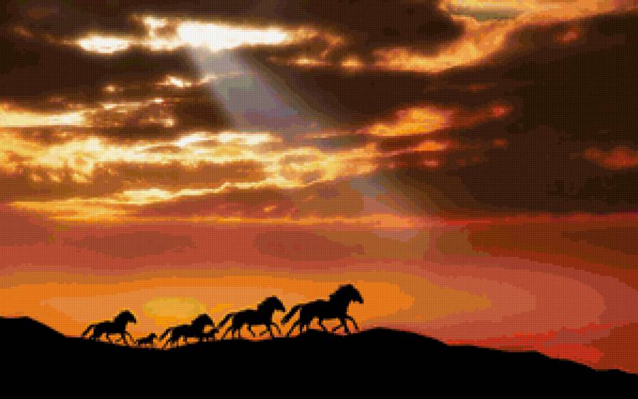 Лошади на закате - животные, конь - предпросмотр