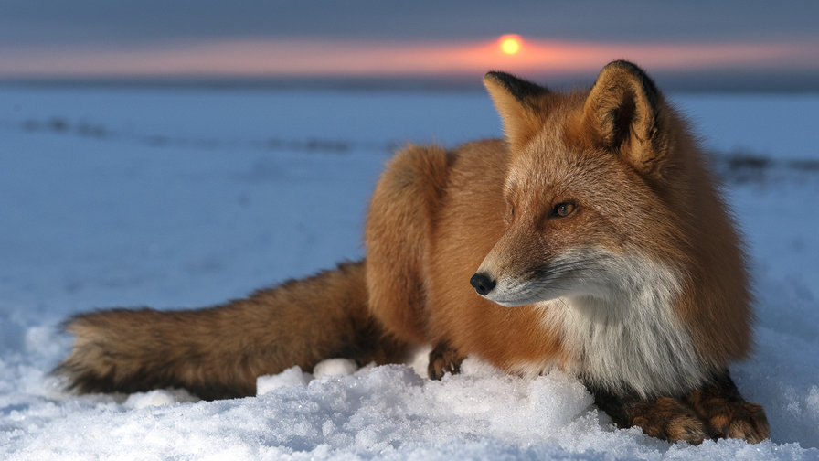 Рыжая лиса - лиса, животные, закат, зима - оригинал
