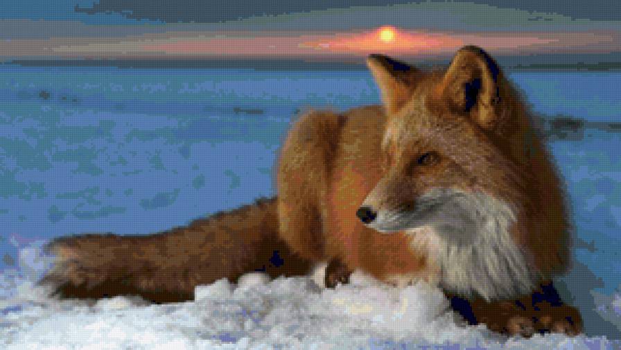 Рыжая лиса - животные, зима, закат, лиса - предпросмотр