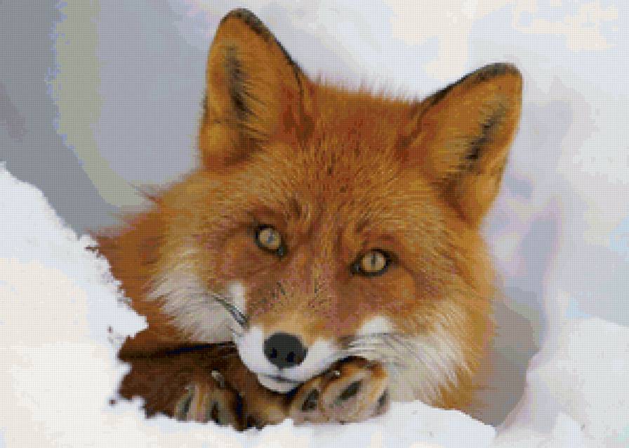 Лисичка на снегу - лиса, природа, снег, зима, хищники - предпросмотр