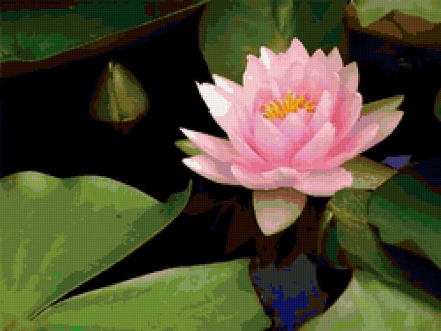 Розовый лотос - кувшинки, вода, водяные лилии, цветы - предпросмотр