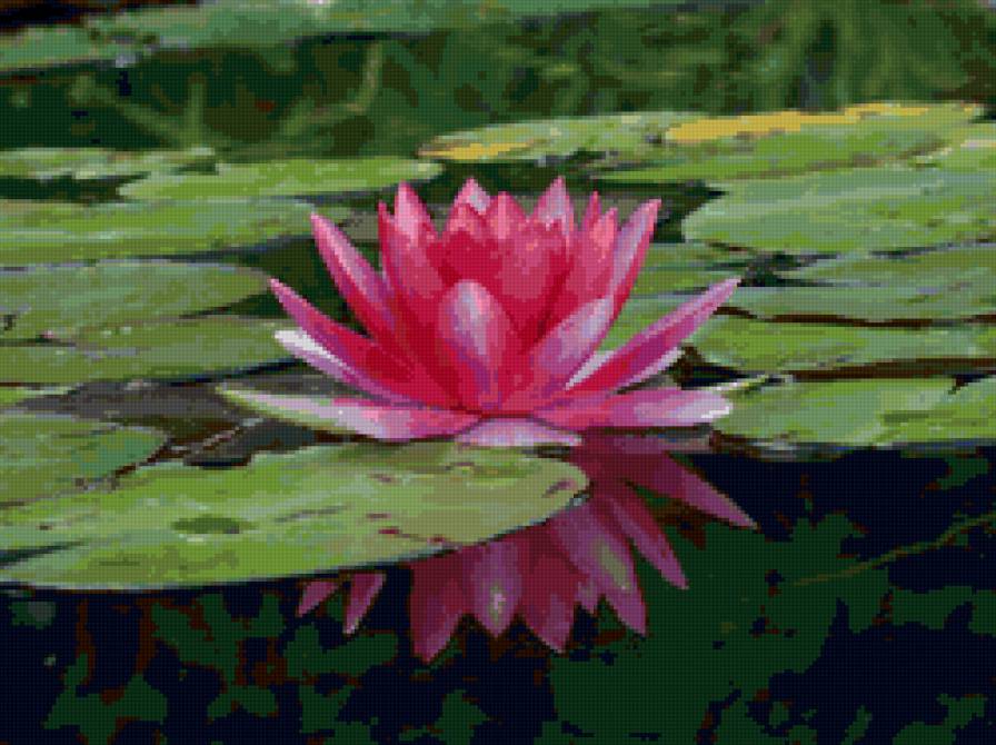 лотос - вода, кувшинки, водяные лилии, цветы - предпросмотр