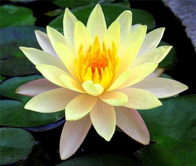 Бело-желтый лотос - водяные лилии, цветы, кувшинки, вода - оригинал