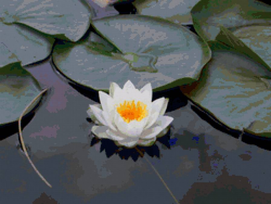 Белая кувшинка - лотос - цветы, кувшинки, водяные лилии, вода - предпросмотр