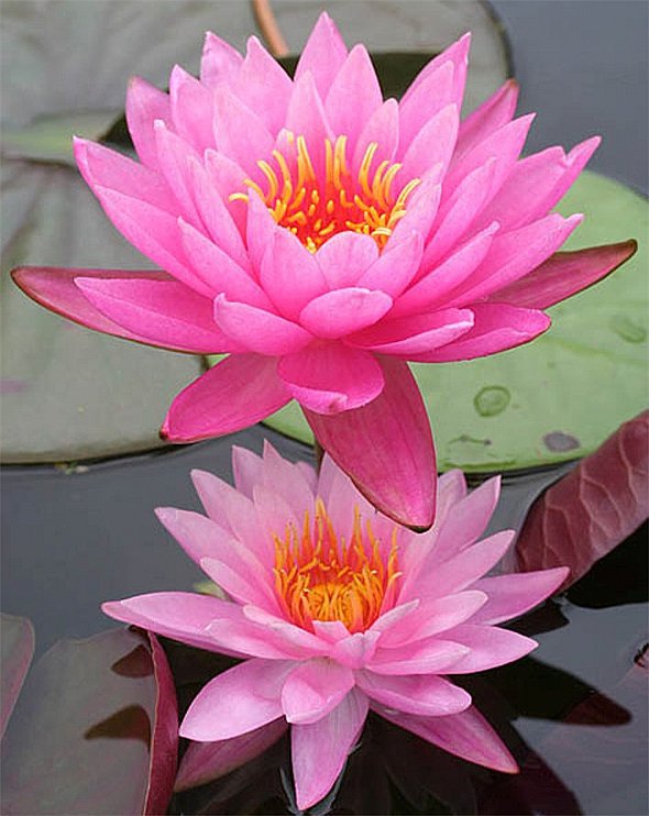 Розовые лотосы - цветы, вода, водяные лилии, кувшинки - оригинал