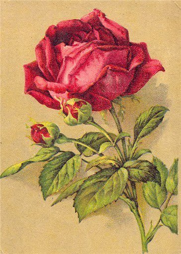 роза - сад, цветы, роза, винтаж - оригинал