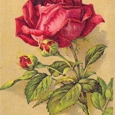 Оригинал схемы вышивки «роза» (№125337)