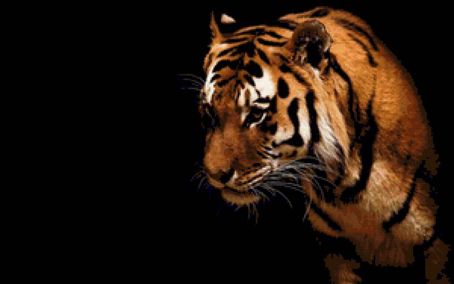 Тигр в темноте Серия "Дикие кошки" - животные, тигр, хищник - предпросмотр
