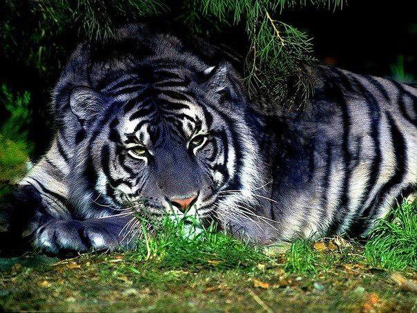 Голубой тигр - животные, хищники - оригинал