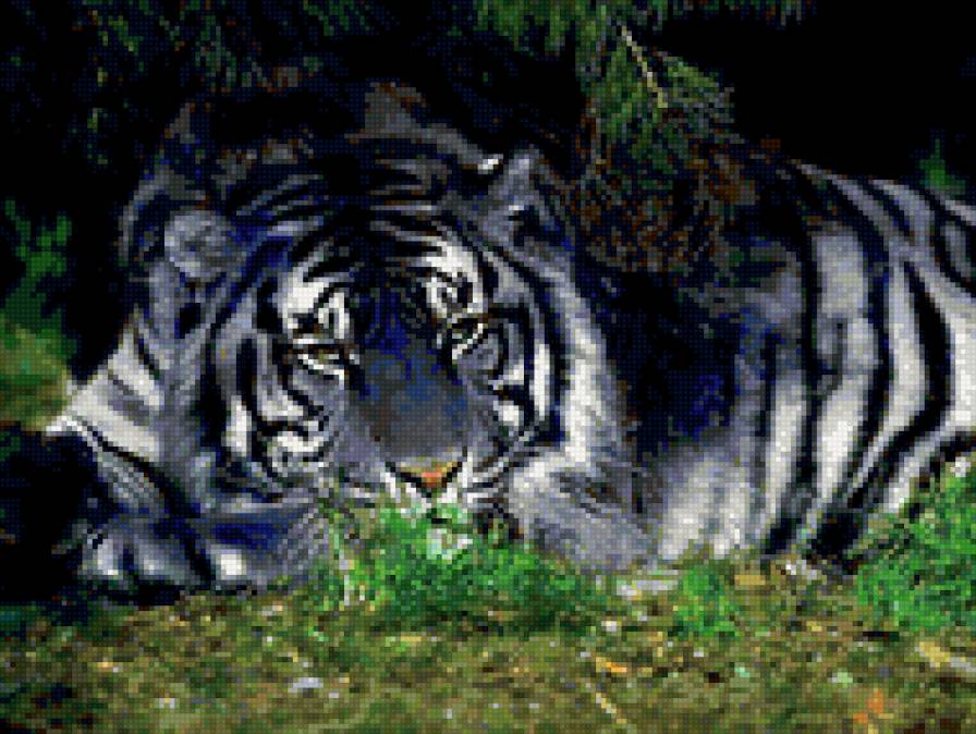 Голубой тигр - хищники, животные - предпросмотр