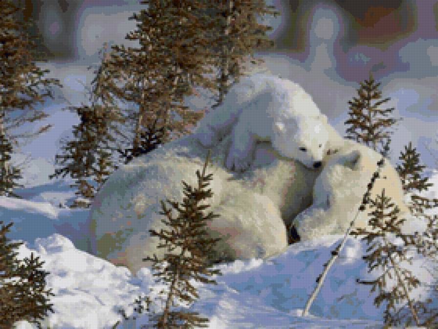 Белые мишки - мама, медвежонок, семья, зима - предпросмотр