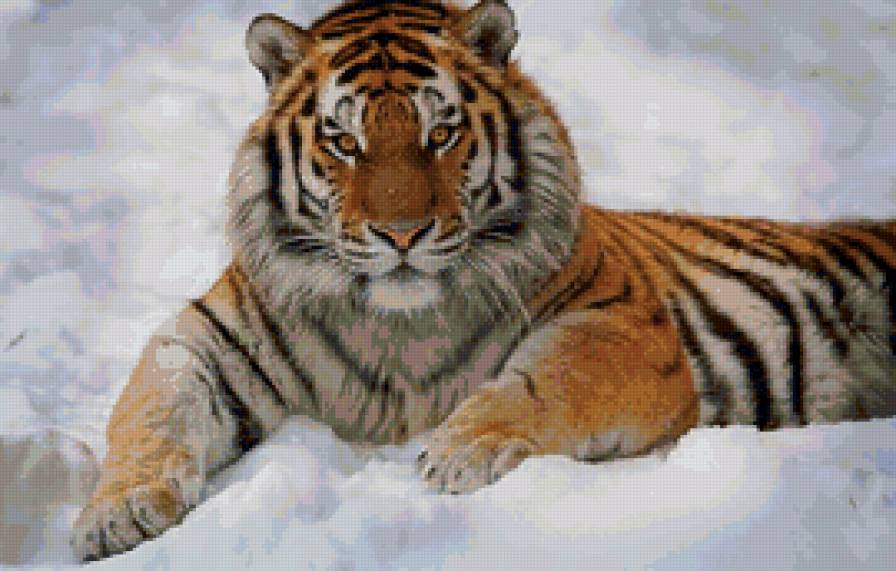 Тигр на снегу - тигр, зима, хищник, животные, снег - предпросмотр