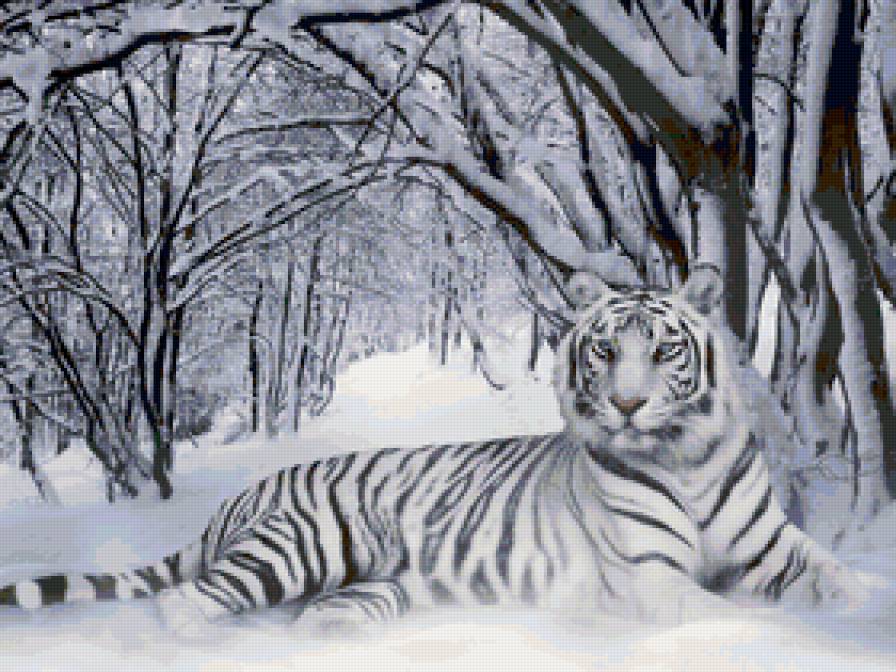 Невероятной красоты белый тигр - зима, тигр, снег, хищник, животные - предпросмотр