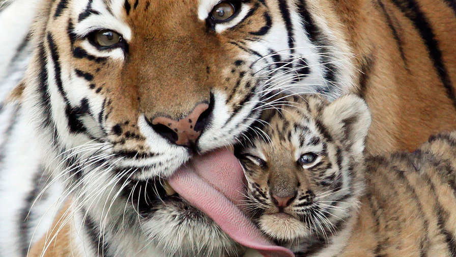 Любовь тигрицы Серия "Дикие кошки" - тигр, дикая кошка, животные, хищники - оригинал