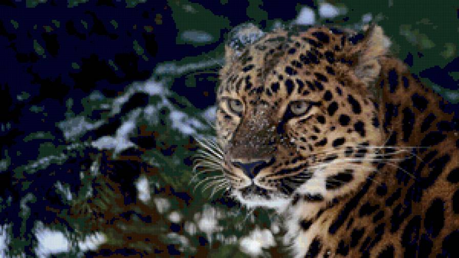 Серия "Дикие кошки" - леопард, хищники, взгляд, дикая кошка, животные - предпросмотр