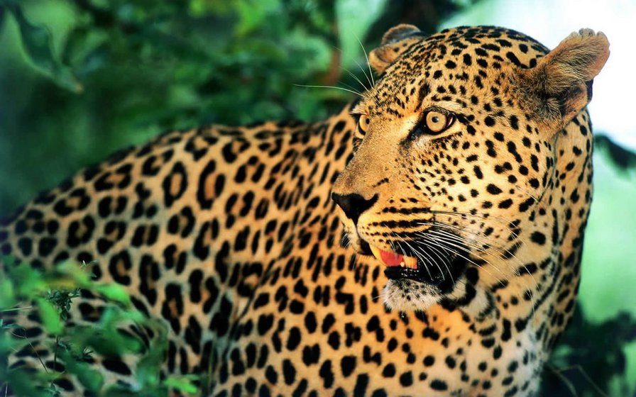 Серия "Дикие кошки" Леопард - взгляд, животные, дикая кошка, леопард, хищники - оригинал