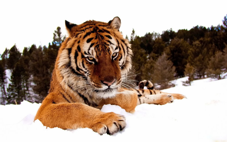 Серия "Дикие кошки" Тигр зимой - хищники, животные, тигр, дикая кошка - оригинал