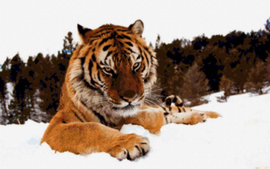 Серия "Дикие кошки" Тигр зимой - хищники, тигр, животные, дикая кошка - предпросмотр