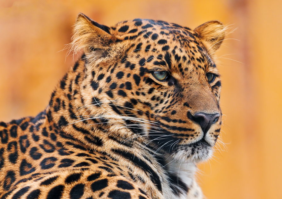 Серия "Дикие кошки" Леопард - взгляд, хищники, леопард, животные - оригинал