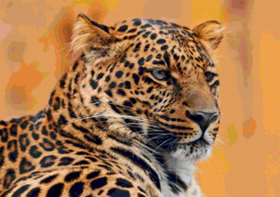 Серия "Дикие кошки" Леопард - животные, хищники, леопард, взгляд - предпросмотр