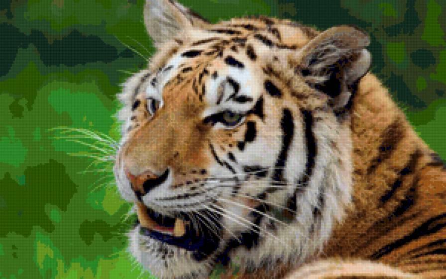 Серия "Дикие кошки" Тигр - тигр, хищники, дикая кошка, животные - предпросмотр